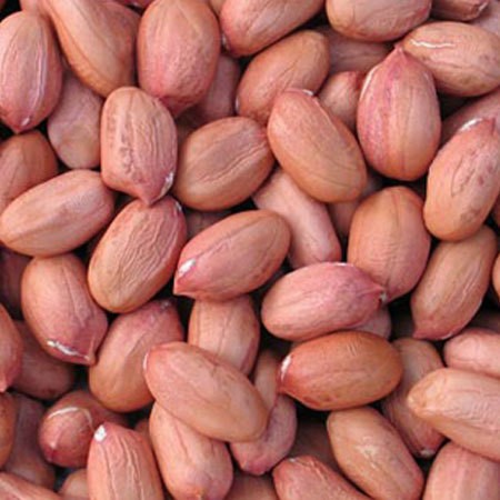PEANUT KERNEL